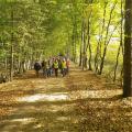 Marche en forêt